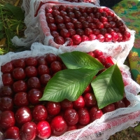 Fresh Cherry Fruits