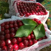 Fresh Cherry Fruits