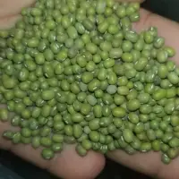 Green Mung Bean