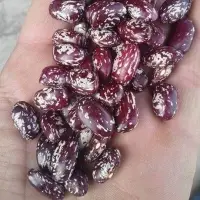 Kidney Beans