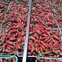 Red Jalapeno Chili