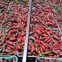 Red Jalapeno Chili