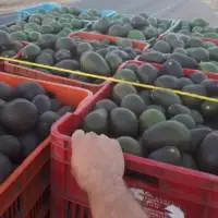 Avocado