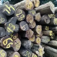 Teak Wood