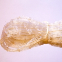 Bird Net