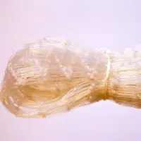 Bird Net