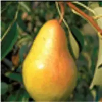 Pear