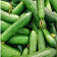 Cucumber
