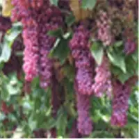 Grape