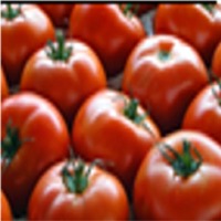 Tomato & Cherry Tomato
