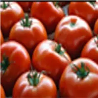 Tomato & Cherry Tomato
