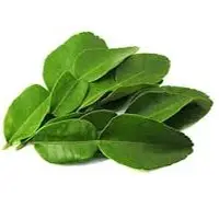 Fresh Lemon Leaves