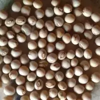 Pigeon Peas