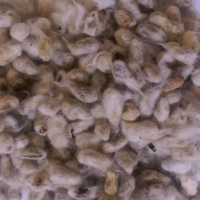 Cotton Seed