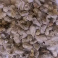 Cotton Seed