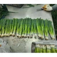 Spring Onions
