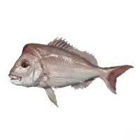 Snapper Fish