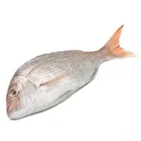 White Snapper