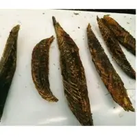 Tuna Maas (MAASI) - C