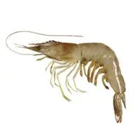 Indian White Prawn