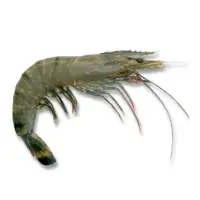 Black Tiger Prawn