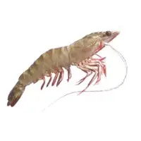 Mandapam Flower Prawn