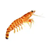 Flower PraWN