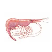 Pink Shrimp
