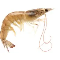 Brown Shrimp