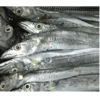 Sea frozen Ribbonfish