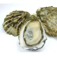 Oyster