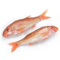 Red Mullet