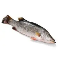 Giant Sea Perch