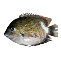 Pearl Spot (karimeen)