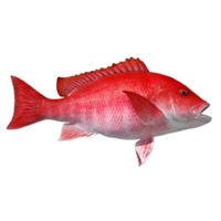 Bloodred Snapper