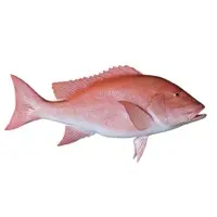 Red Snapper