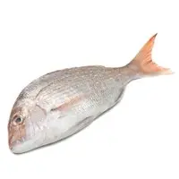 White Snapper