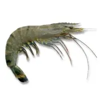 BLack Tiger-shrimp