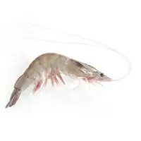 Vannamei