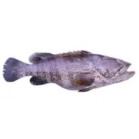 Reef Cod