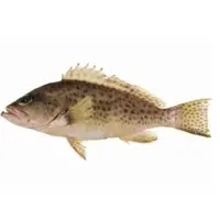 Reef Cod (aerolatus)