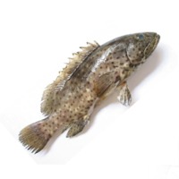 Malabar Reef Cod