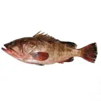 Reef Cod
