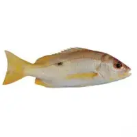 Blackspot Snapper