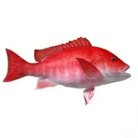 Bloodred Snapper