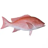 Red Snapper