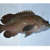 Snapper (LUTJANUS SP)