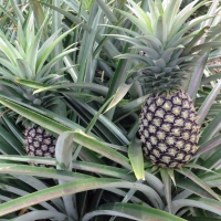 Pineapple