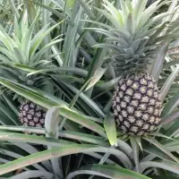 Pineapple
