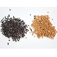 Mustard Seeds
